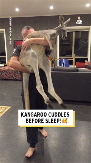 Who knew Kangaroos were like this? 😂 | Dad Jokes