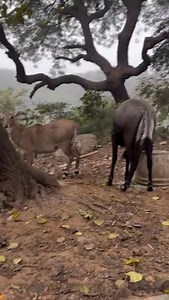 Nilgai with a deer #nilgai #deer #animals | HK Entertain