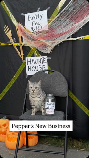 My cats started a new business for Halloween 😂 | Ginger and Pepper