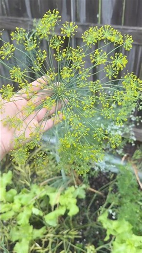 Small, simple… but this herb changes the story of your garden 🌱