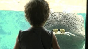 Milwaukee County Zoo opens new "Hippo Haven" exhibit