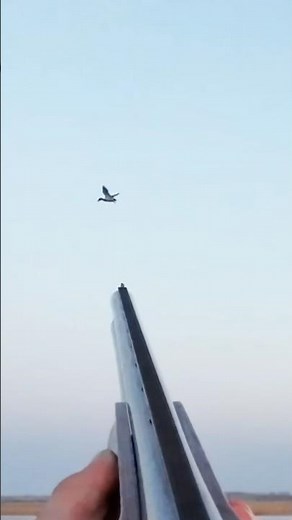 The beauty of spring duck hunting! Accurate shots 🎯 #hunters #hunting #hunting2025 #springhunting