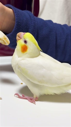 オカメインコの新しい家族 “ まる ” にご飯をあげてみた。その2｜2026.03.17｜Shot on Apple iPhone 15 Pro MAX｜#shorts