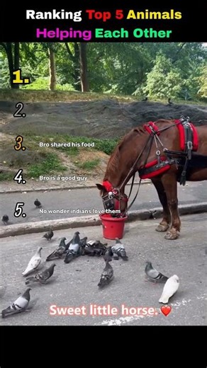 Ranking Top 5 Animals Helping Each Other🥰