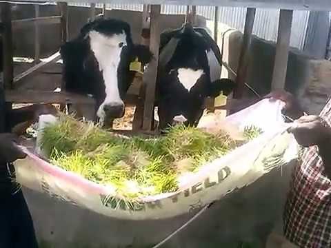 Feeding Cows with Hydroponic Barley Fodder In Kenya