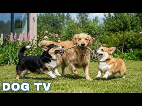 12 Hours of Music for Dogs When Home Alone 🐶 Anti Anxiety Music For Dogs 🐶 Dog calming music