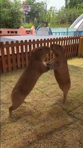 These 2 capybaras are not chill today, they are angry and fighting~