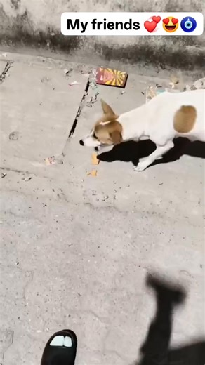 Kukoi 👸 on Instagram: "Street dogs, cows, and birds have become my friends 💞😍🧿🧿"