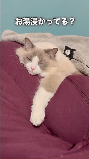 変な手の猫集 #cat #ラグドール #ねこ