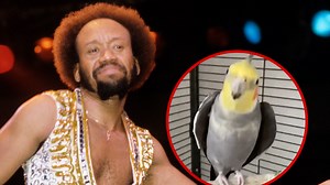 Pet Cockatiel Bird Wakes Up Owner Singing Earth, Wind & Fire's 'September'