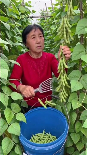 Efficient Harvesting: Using a Rake Tool for Fresh Soybeans #shorts#trendingshorts #explore