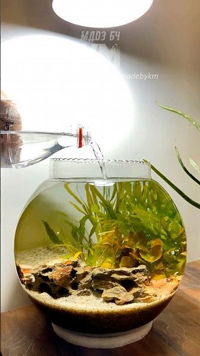 Planted Shrimp Bowl Setup Made Easy!