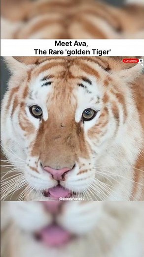 The Rare 'Golden Tiger'