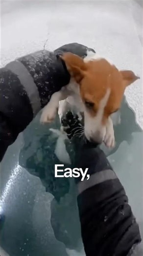 Rescue dog from frozen lake