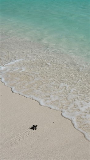 ROSS LONG | Photography | Ocean | Workshops | Australia on Instagram: "Nature unfiltered The sand begins to move, then erupt. Hundreds of tiny hatchlings burst from their nest, guided by instinct alone. No hesitation. No practice run. Just a frantic dash from nest to ocean. This is where life truly begins. On the beach, danger comes from above. Seagulls circle and swoop, picking off hatchlings before they ever reach the water. While predation is part of nature, these birds are not native to thes