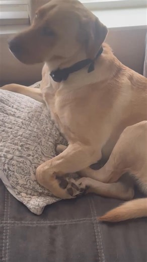 Best fly swatter. Orion | Rocky Hancock