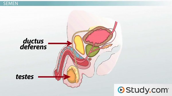 Male Reproductive System: Accessory Gland Functions