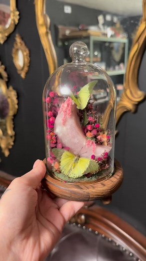 At this point I’m just posting hoping Instagram decides to show it to more than .5% of my following. I got a lot done at the store today and things are finally being hung up on the walls. I’m starting interviews next week and shooting for a grand opening on December 5th! Very curious who all I will see there 👀 Green Charaxes butterfly, pink amethyst moon, and dried florals. | Bewitched Oddities