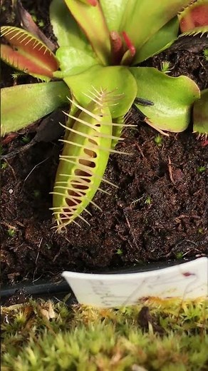 venus fly traps DIONAEA