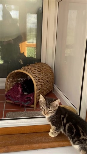 8.3K views · 114 reactions | We'll never tire of cute cats here at Animal Rescue Cumbria! 殺 Visit our website to see what animals we have up for adoption ⤵️ www.animalrescuecumbria.co.uk . . . . #catshelter #rescuekitten #catstagram #RehomingCats #CatRehoming #RescueCats #thelakedistrictuk #notjustlakes #igerscumbria #cumbrialife #kendal #milnthorpe #adoptsheltercats #catsshelter #adoptacat #sheltercatsarethebest | Animal Rescue Cumbria | Facebook