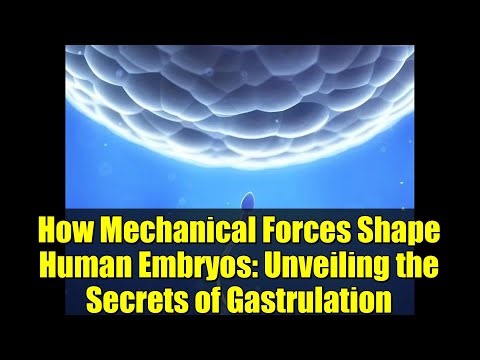 How Mechanical Forces Shape Human Embryos: Unveiling the Secrets of Gastrulation