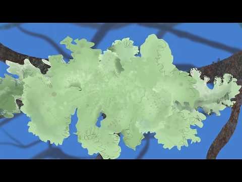 Anim8Nature: Lichen Life Cycle
