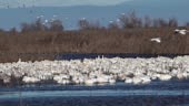 Wildlife in Central Valley refuges of California