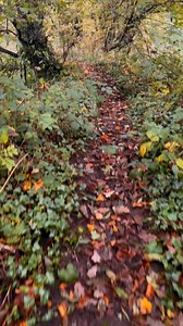 Come a little wander, a wander with me. Down past the faraways is where we shall be. Where the many old path ways show us the way. And the trees do whisper “you’re welcome to stay.”🍂 | Tales of the old forest faeries