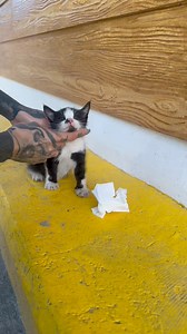 947K views · 53K reactions | Eh yung napa bili kami ng doughnut dahil sa pusa | Angelie Andanar | Facebook