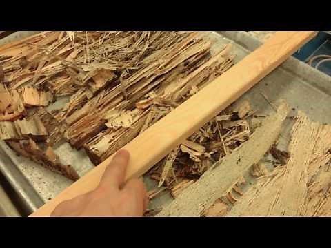 Growing termite colonies in the laboratory