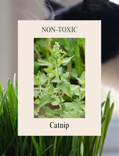 Cal Poly Cat Program on Reels