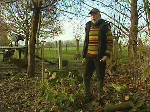 Ecotuintip 14: Wat met stronken van afgezaagde bomen?