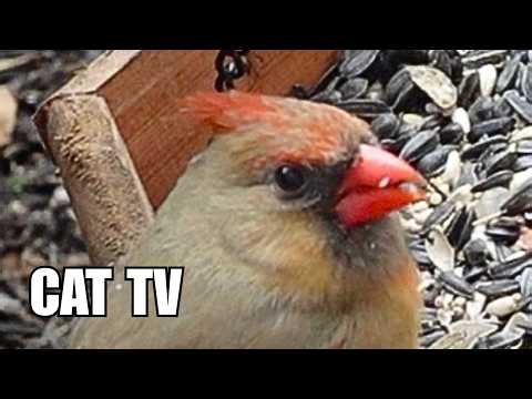 Cat TV 🐦 Birds for Cats to Watch – Cardinal, Chickadee & Titmouse (19 Min)