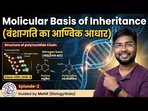 Molecular Basis of Inheritance 🔬| Structure of Polynucleotide Chain Explained | Purine vs Pyrimidine