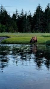 39M views · 639K reactions | The watcher… A larger male stares...