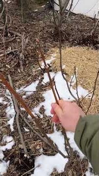 2F! Is it Game Over for My Fig Trees? #figtrees #gardeningtips #lignification #figboss