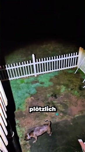 😮 Hund rennt im Dunkeln vor etwas davon