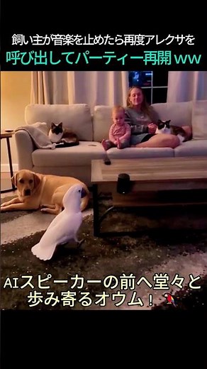 【神回】飼い主が音楽を止めたら再度アレクサを呼び出してパーティー再開 ｗｗ