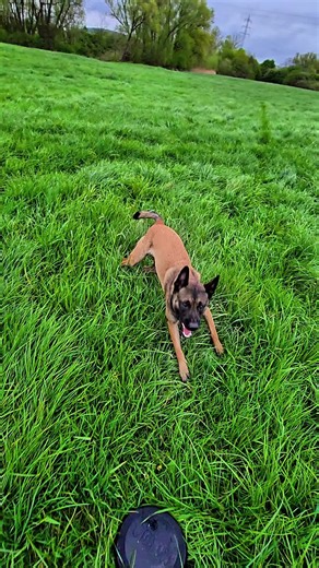 „Echt oder weg“ „Keine zweite Chance“ „Vertrauen kostet“ „Allein, aber klar“ „Still, aber wach“ „Herz aus Stahl“#malipower #belgischerschäferhund #mali #belgienmalinois #malinois