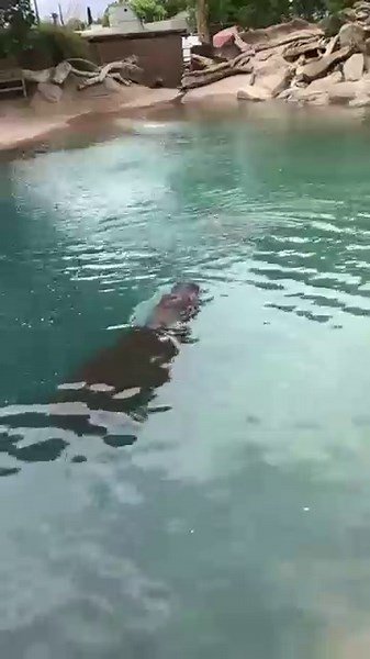 The Most Incredible Hippo Swimming Footage Ever Caught on Camera! #Hippo #Wildlife #animalvideos