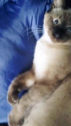 Niko Learning Lesson 1 #siamesecat #cattraining #catshorts