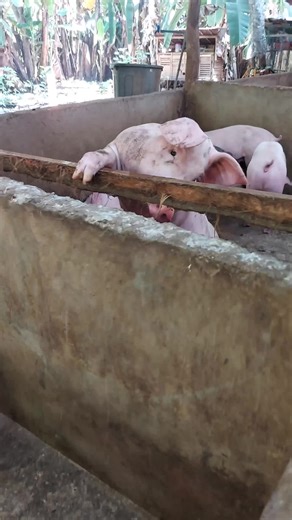 Desiree Pig Farm on TikTok