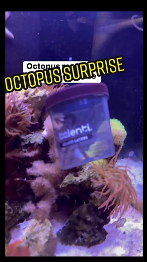 Octopus Gets Surprise Tank Mate: Gelato!