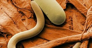 Nematodes in Cannabis: How to Prevent or Eradicate Them (And Use Them Wisely)