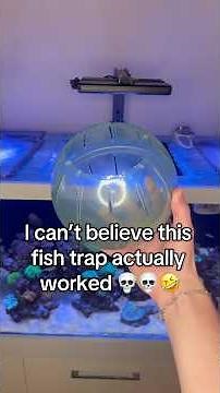 How To make aquarium fish trap