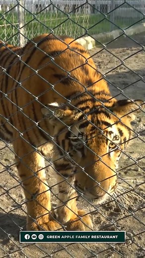 Discover G.A Restaurant's Unique Private Zoo Experience