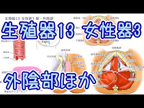 生殖器13 女性器3 膣・外陰部●関連解説：常在菌と抗生物質、出産時の腟口切開