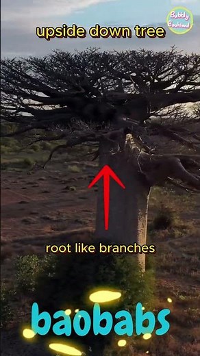 BAOBABS (UPSIDE DOWN TREE) fun fact for kids