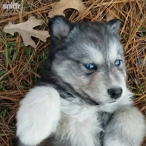 This blue-eyed husky is the cutest thing I've ever seen 😍😍 | LADbible New Zealand