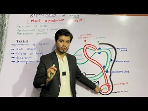 Reproduction in rabbit | Reproductive system of male rabbit | class 10 biology | by najeeb kakar